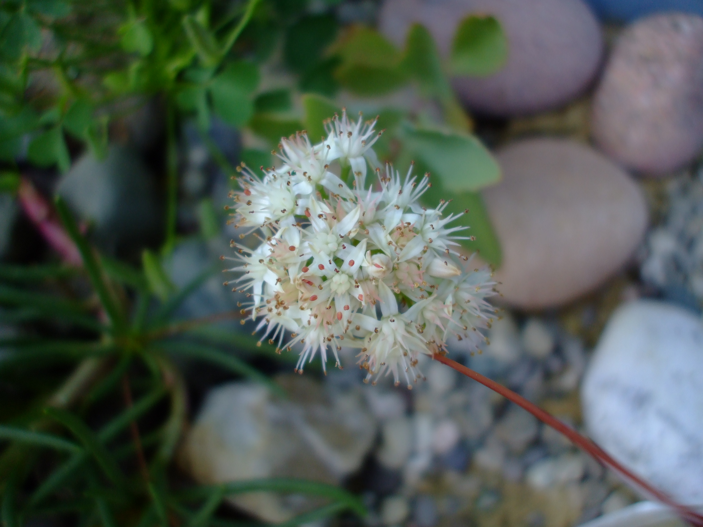 Hylotelephium telephioides